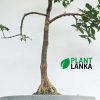 Bonet bonsai indoor plant delivery in sri lanka