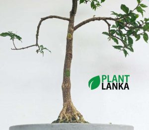 Bonet bonsai indoor plant delivery in sri lanka