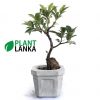 Benjamina mini bonsai plant