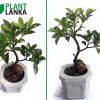 Benjamina mini bonsai plant