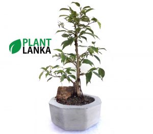 Benjamina mini bonsai plant from plant lanka