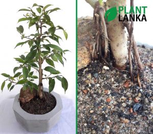 Benjamina mini bonsai plant from plant lanka