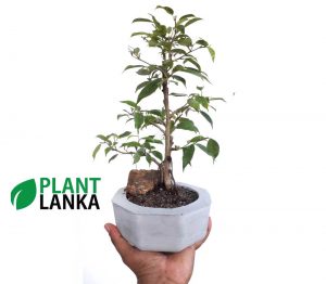 Benjamina mini bonsai plant from plant lanka