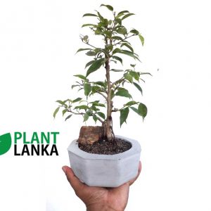 Benjamina mini bonsai plant from plant lanka