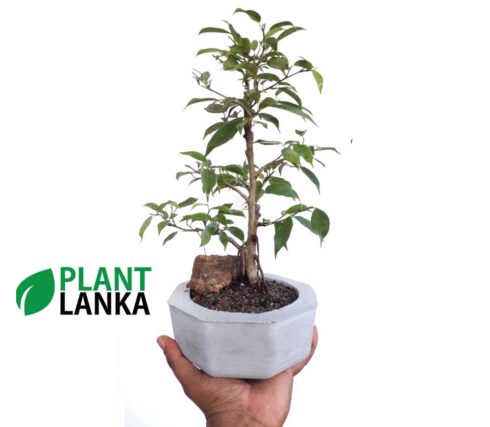 Benjamina mini bonsai plant from plant lanka