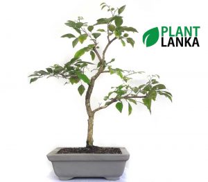 Akteriya bonsai plant formal upright style order online