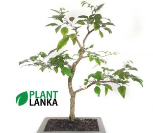 Akteriya bonsai plant formal upright style order online