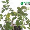 Akteriya bonsai plant formal upright style order online