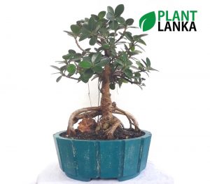 Nuga bonsai plant as a perfect gift