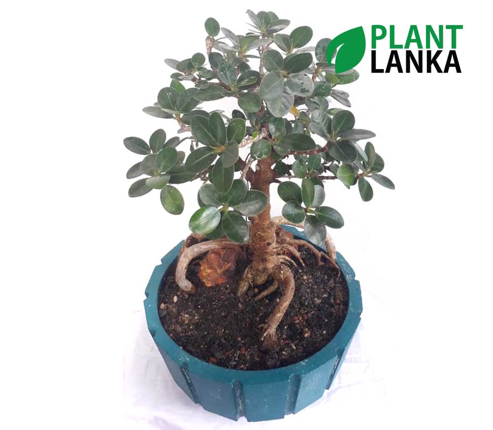 Nuga bonsai plant as a perfect gift
