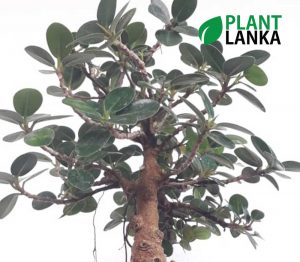 Nuga bonsai plant as a perfect gift