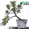 Ficus benjamina bonsai desk plant delivery in Colombo