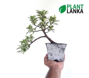 Ficus benjamina bonsai desk plant delivery in Colombo