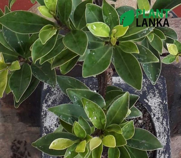 Ficus benjamina bonsai desk plant delivery in Colombo