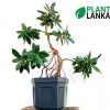 Nuga bonsai plant as a gift