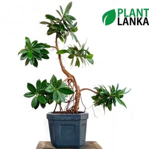 Nuga bonsai plant as a gift