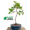 Etisalat formal upright bonsai plant