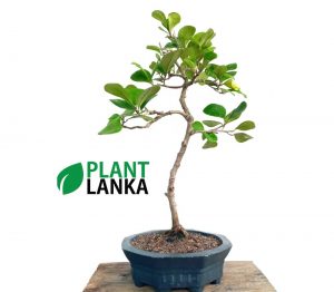 Etisalat formal upright bonsai plant