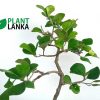 Etisalat formal upright bonsai plant
