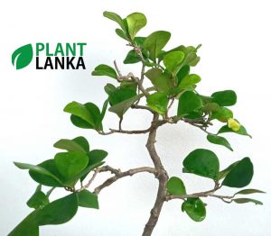 Etisalat formal upright bonsai plant