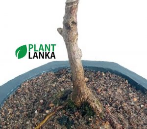 Etisalat formal upright bonsai plant