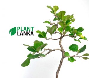 Etisalat formal upright bonsai plant