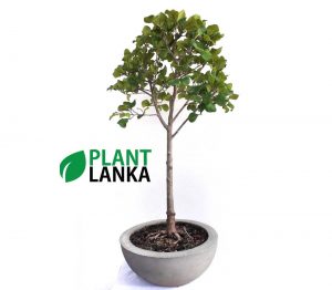 Etisalat broom style bonsai plant