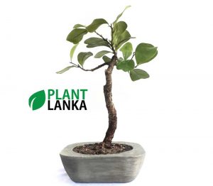 Etisalat mini bonsai plant