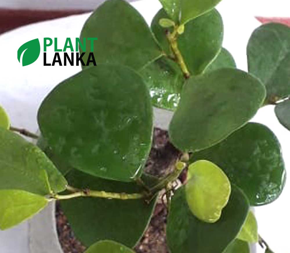 Etisalat mini bonsai plant