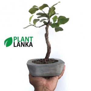 Etisalat mini bonsai plant