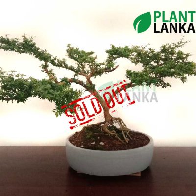 Blue bell Bonsai plant ( a blooming plant) 12+ years old