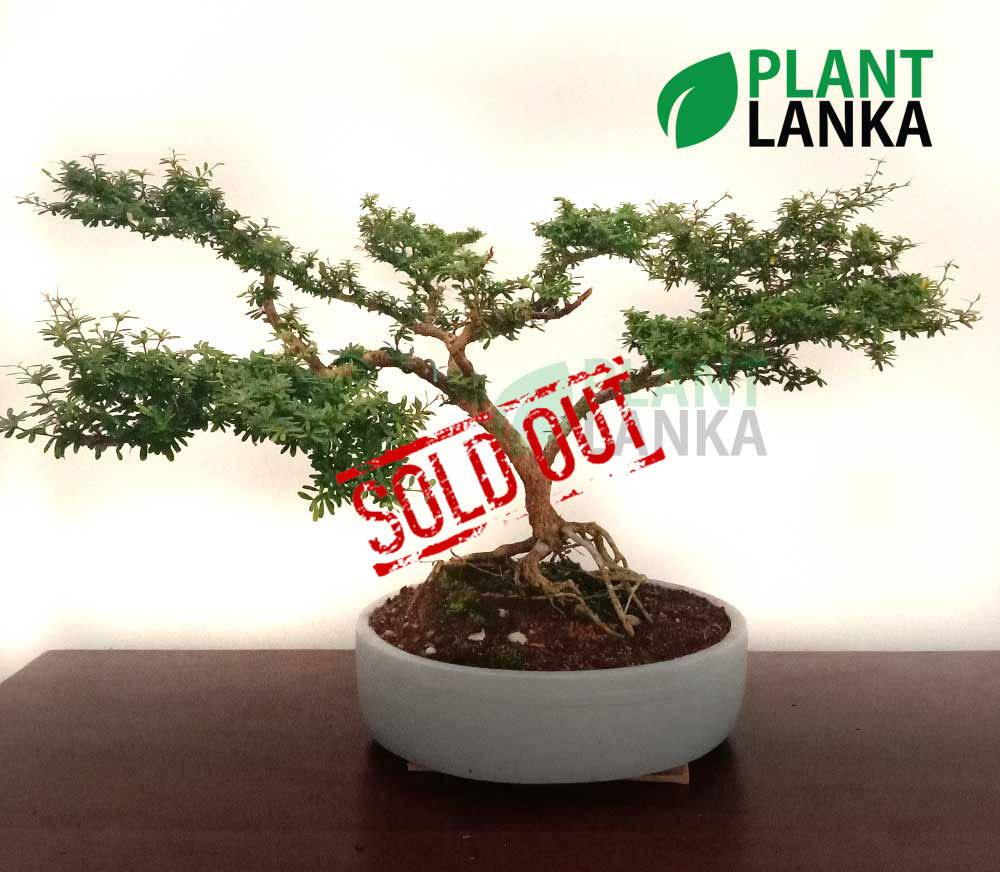 Blue bell Bonsai plant ( a blooming plant) 12+ years old Blue bell Bonsai plant ( a blooming plant) 12+ years old