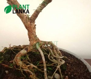 Blue bell Bonsai plant ( a blooming plant) 12+ years old