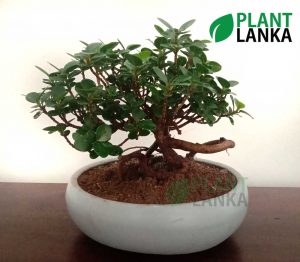 Nuga (නුග )bonsai plant (7-8 years old)