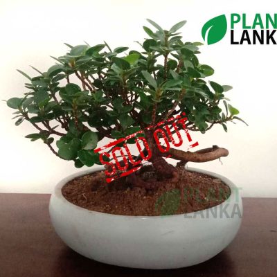 Nuga (නුග )bonsai plant (7-8 years old)