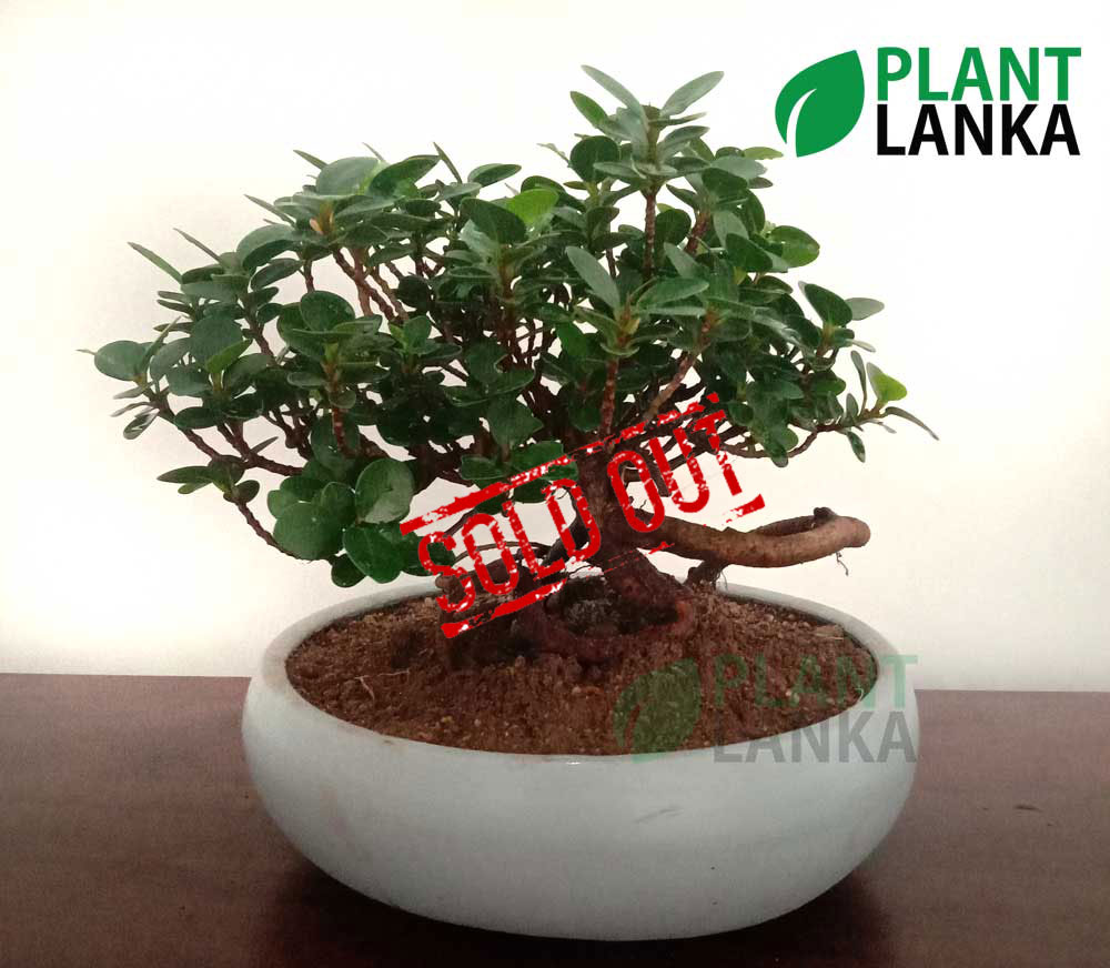 Nuga (නුග )bonsai plant (7-8 years old) Nuga (නුග )bonsai plant (7-8 years old)