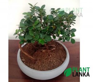 Nuga (නුග )bonsai plant (7-8 years old)