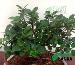 Nuga (නුග )bonsai plant (7-8 years old)