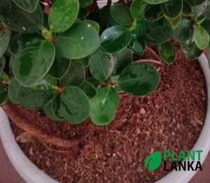 Nuga (නුග )bonsai plant (7-8 years old)