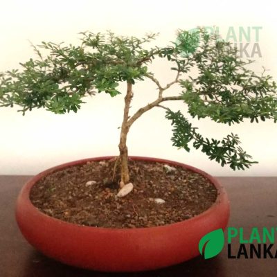Blue bell Bonsai plant ( a blooming plant) 4-5 years old