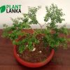 Blue bell Bonsai plant ( a blooming plant) 4-5 years old