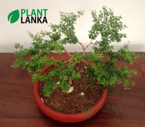 Blue bell Bonsai plant ( a blooming plant) 4-5 years old