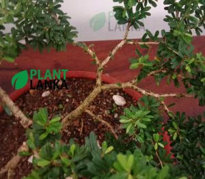 Blue bell Bonsai plant ( a blooming plant) 4-5 years old