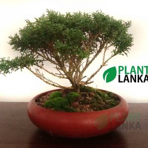 This is our akteriya bonsai plant