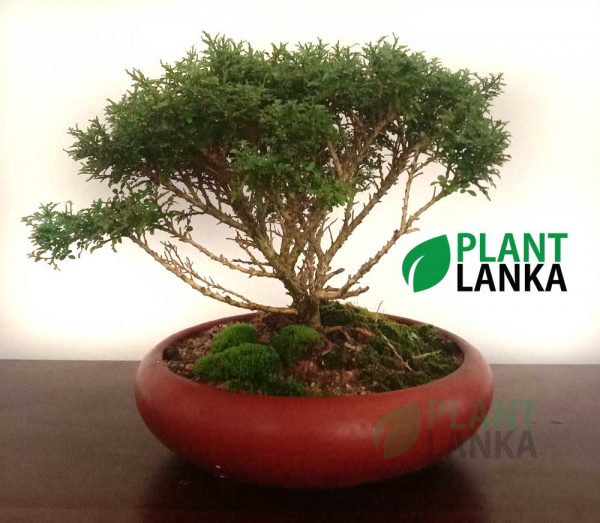 Plant lanka is a Bonsai plant grower in Colombo Sri Lanka