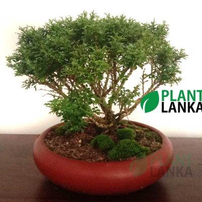 Plant lanka is a Bonsai plant grower in Colombo Sri Lanka