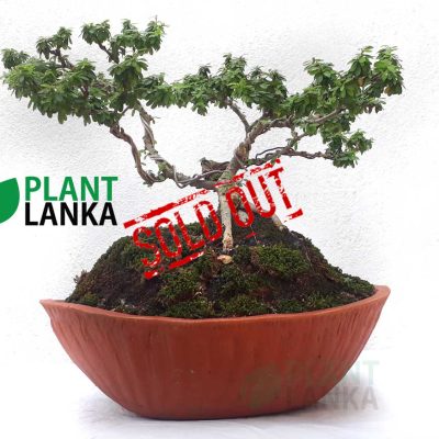 Bluebell bonsai plant (4 to 5years old)