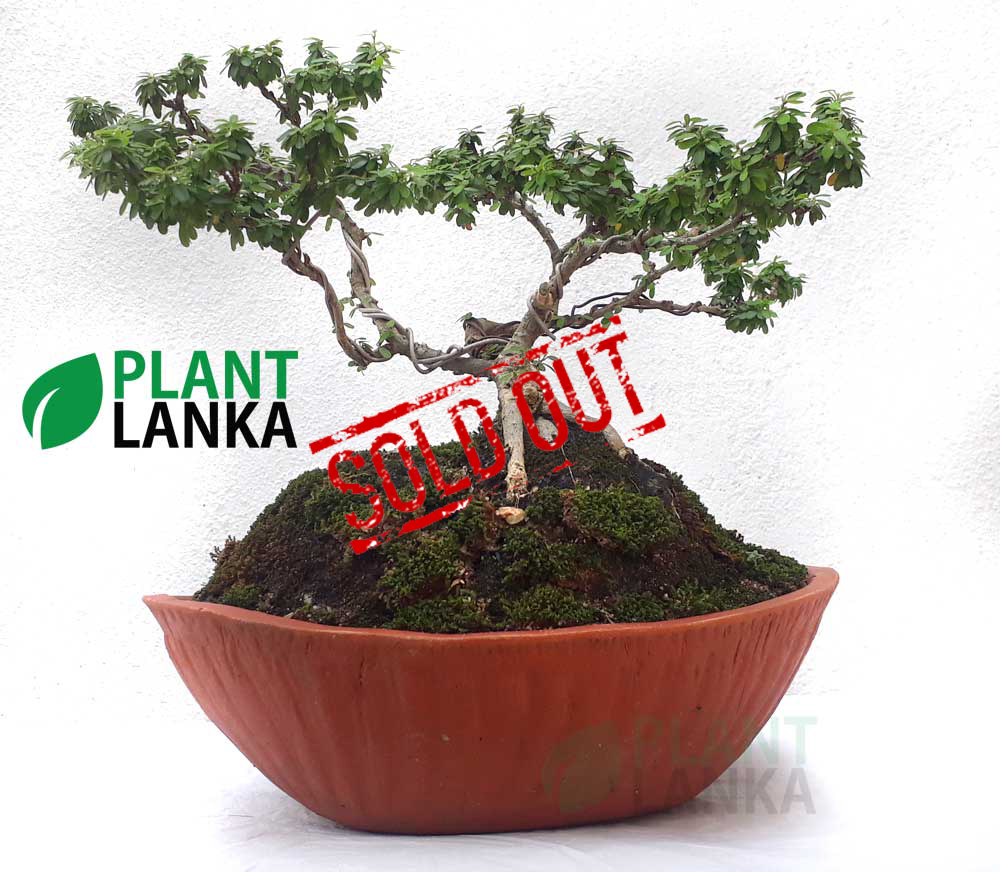 Bluebell bonsai plant (4 to 5years old) Bluebell bonsai plant (4 to 5years old)