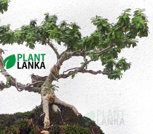 Bluebell bonsai plant (4 to 5years old)