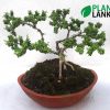 Bluebell bonsai plant (4 to 5years old)